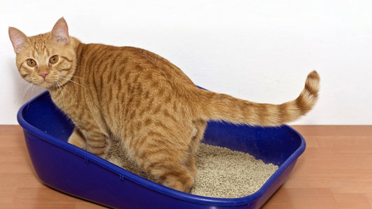 5 Proven Tips to Stop Cat Litter Tracking - KittiKlean™